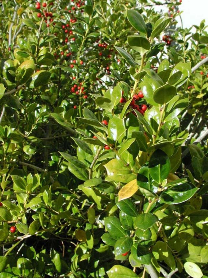 Ilex cornuta 'Burfordii'