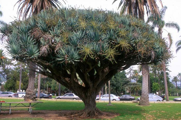 Plant photo of: Dracaena draco