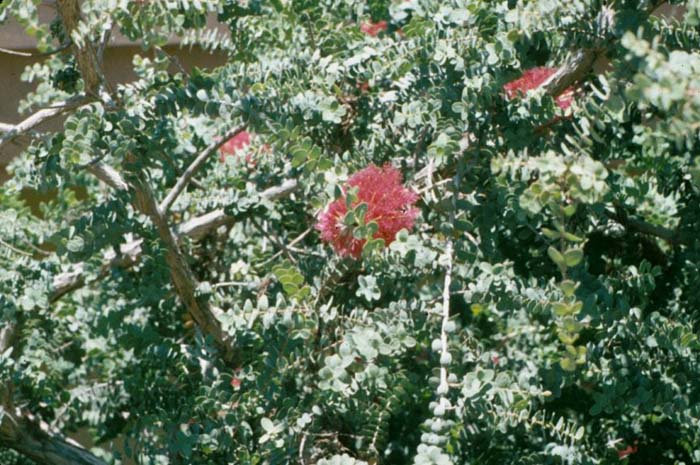 Honey Myrtle, Granite-Bottlebrush