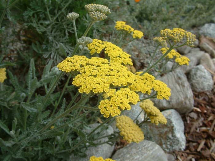 Plant photo of: Achillea Moonshine'