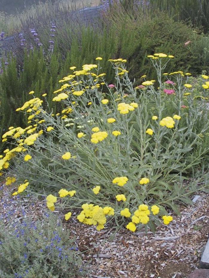 Plant photo of: Achillea Moonshine'