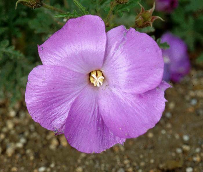 Blue Hibiscus