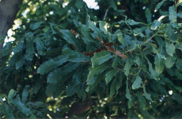 Macadamia ternifolia