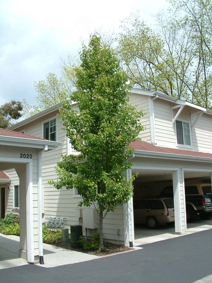 Bradford Callery Pear