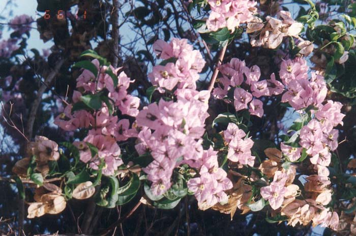 Bougainvillea 'Lavender Queen'