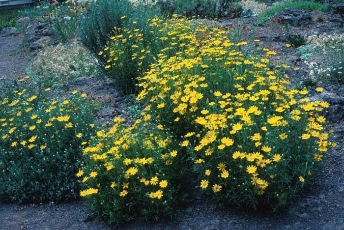 Thread Leaf Coreopsis