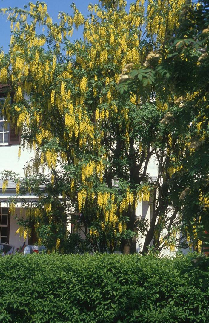 Laburnum watereri 'Vossii'