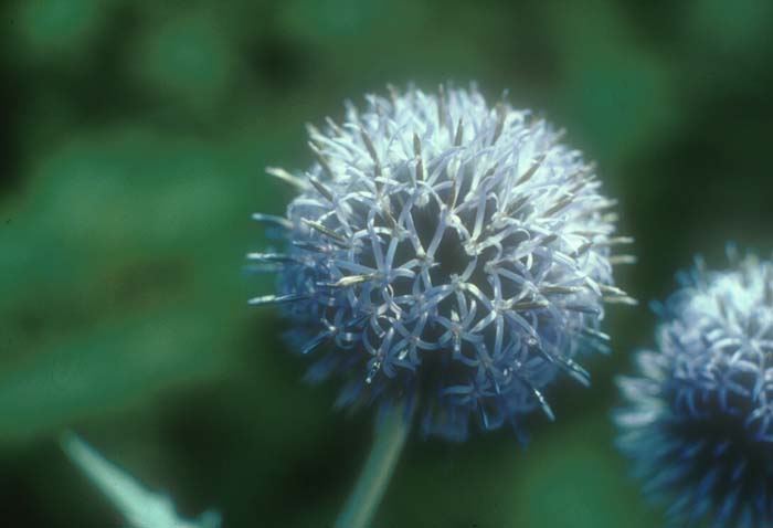 Plant photo of: Echinops ritro