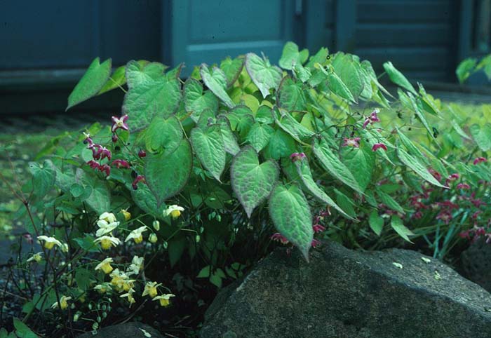 Plant photo of: Epimedium X rubrum