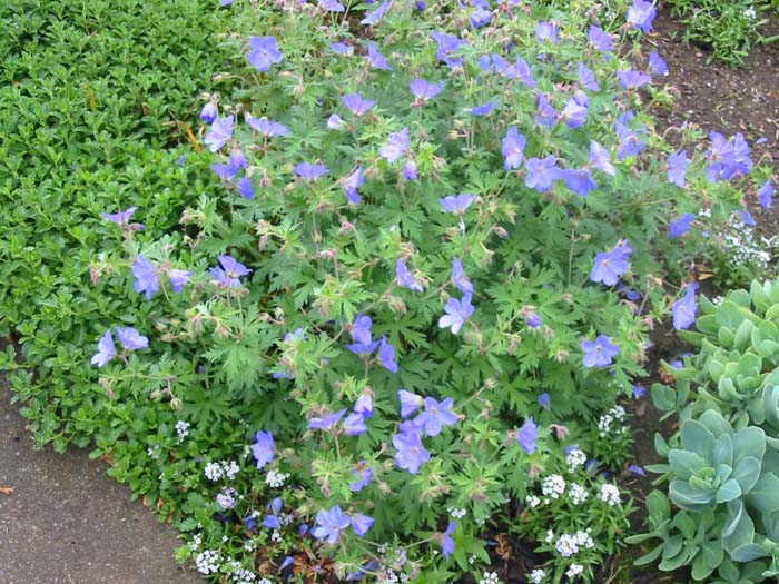 Johnson's Blue Cranesbill