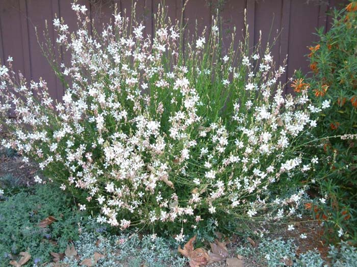 White Gaura