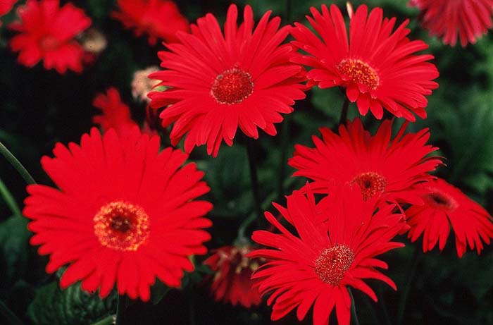 Gerbera jamesonii