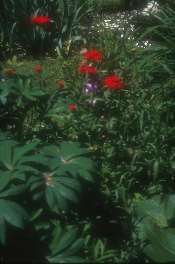 Maltese Cross