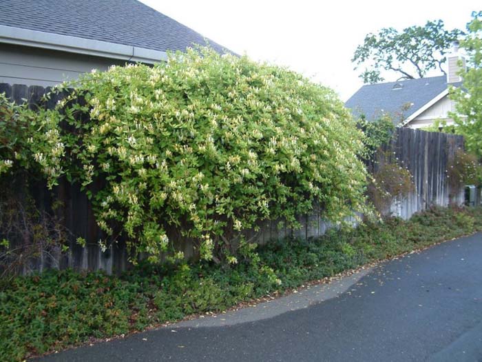 Lonicera japonica 'Halliana'