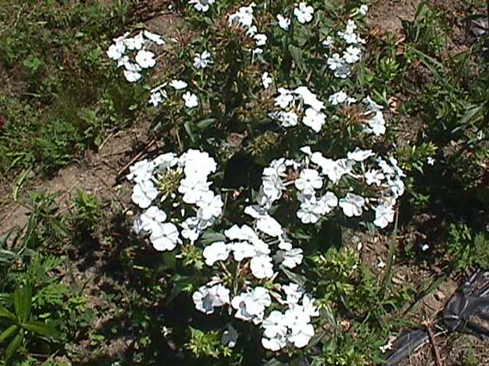 Miss Lingard Carolina Phlox