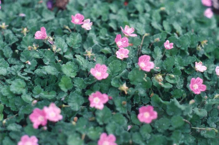 Rock Soapwort