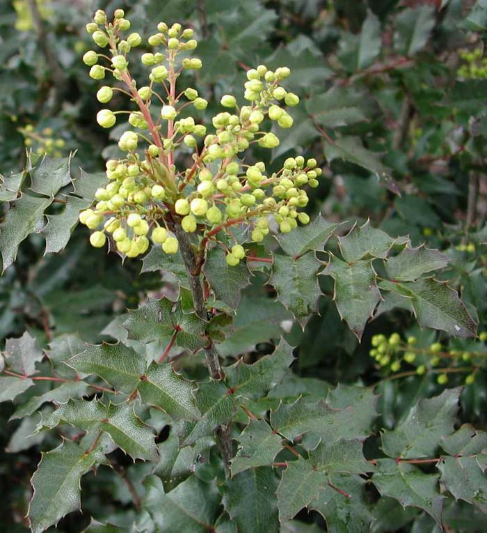 Plant photo of: Mahonia aquifolium