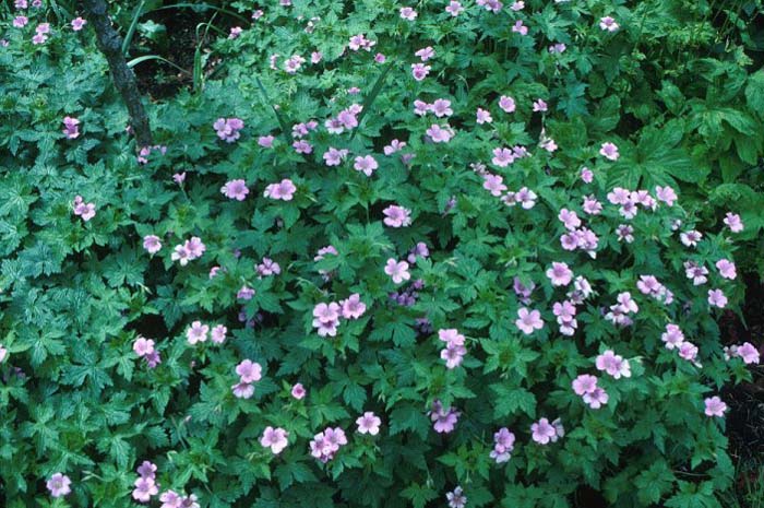 Plant photo of: Geranium endressi