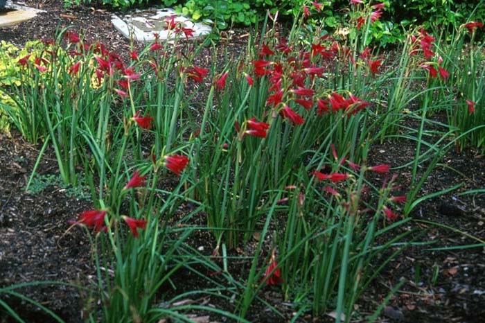 Peruvian Lily