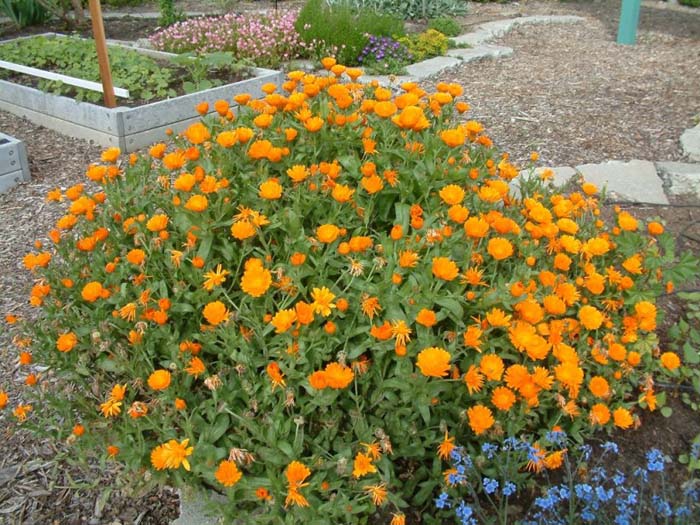 Plant photo of: Calendula officinalis