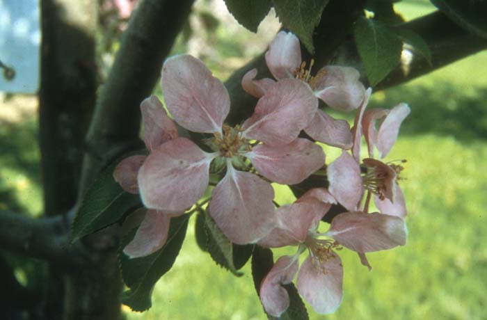 Hopa Crabapple