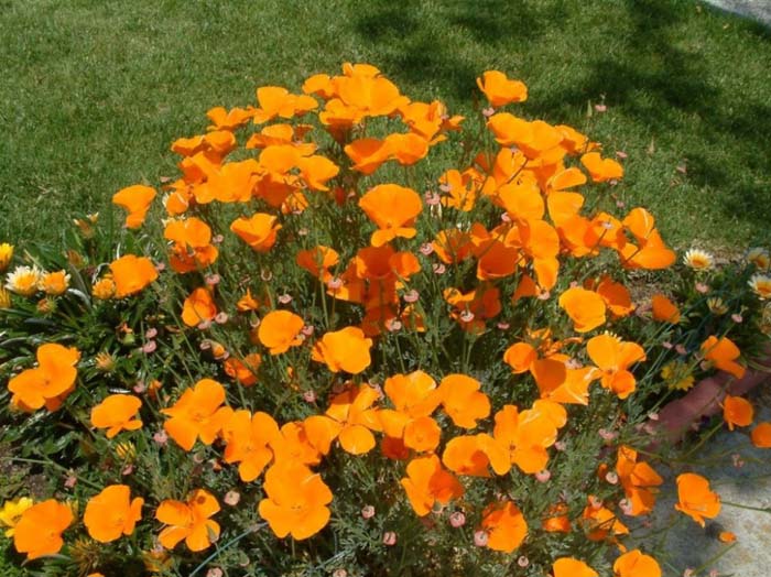 California Poppy, Golden Poppy