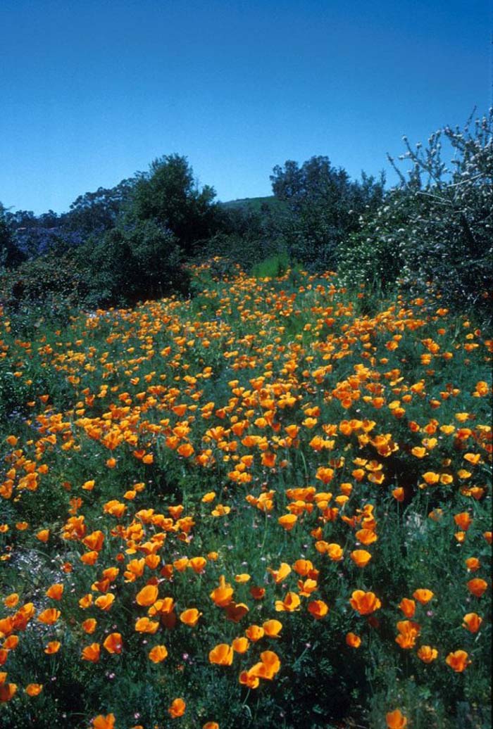 Plant photo of: Eschscholzia californica