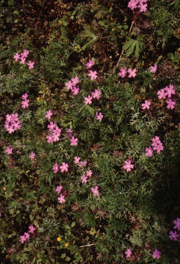 Portulaca