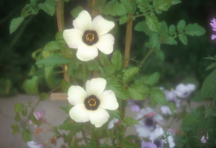 Hibiscus tionum