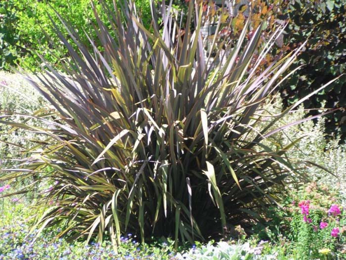 Plant photo of: Phormium tenax 'Atropurpureum'