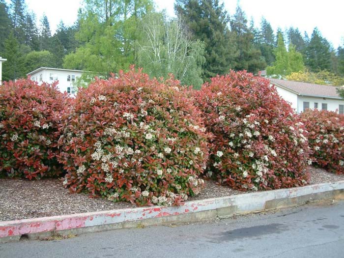 Photinia X fraseri