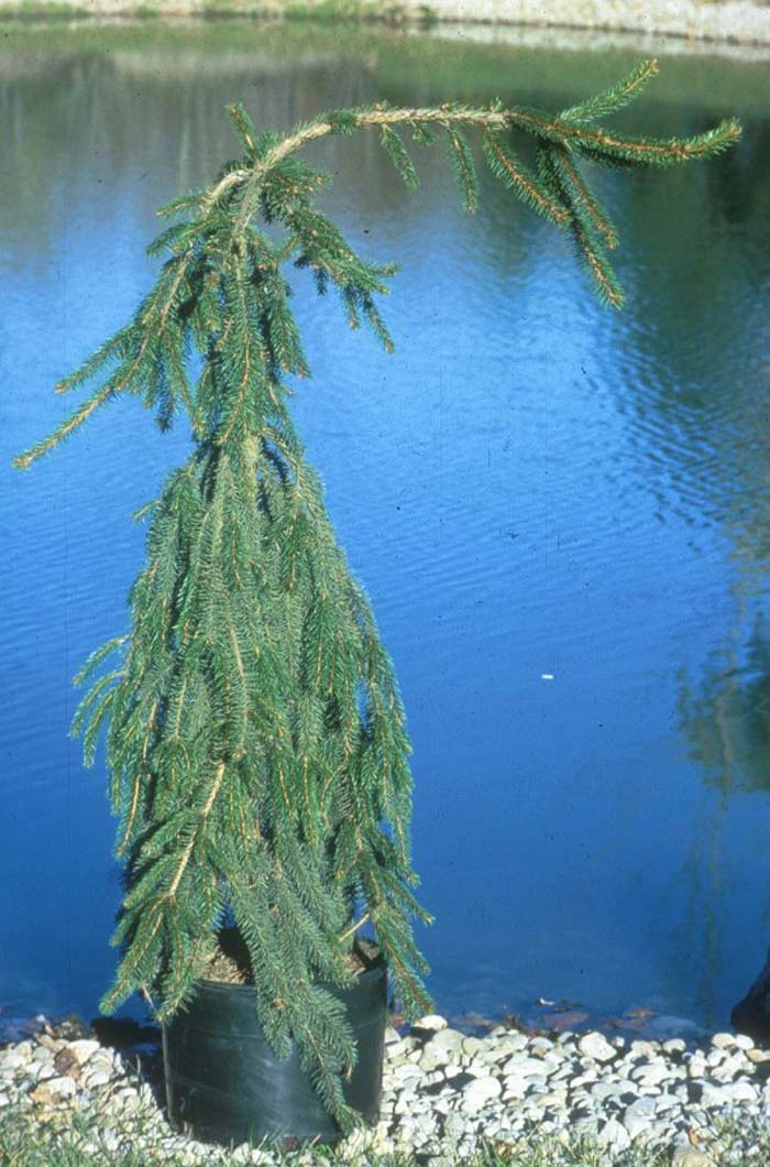 Picea abies 'Pendula'