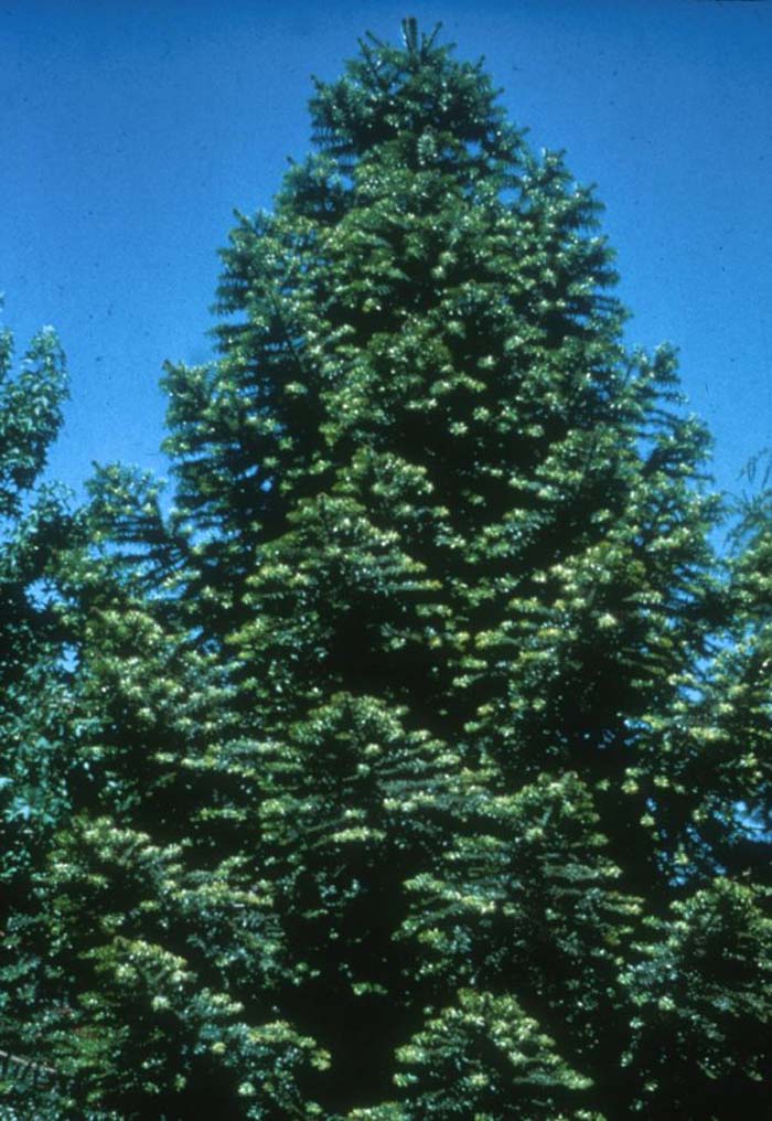 Araucaria bidwillii