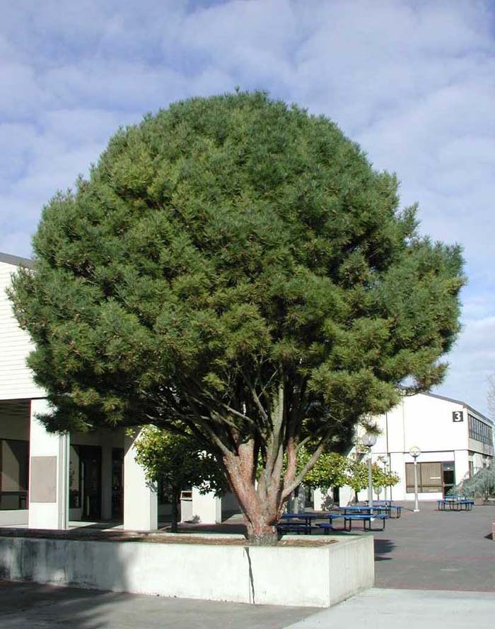 Pinus densiflora 'Umbraculifera'