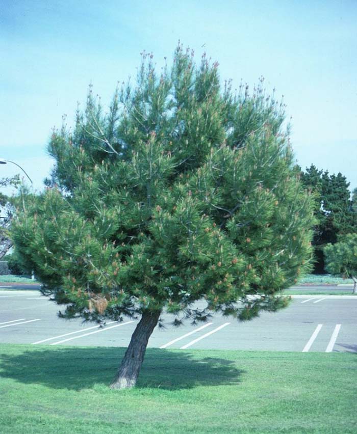 Pinus pinea