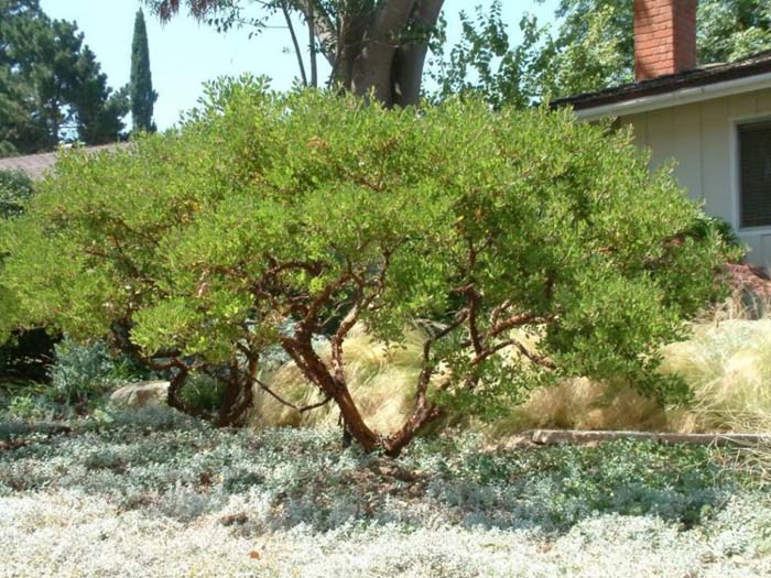 Arctostaphylos densiflora 'Howard McMinn