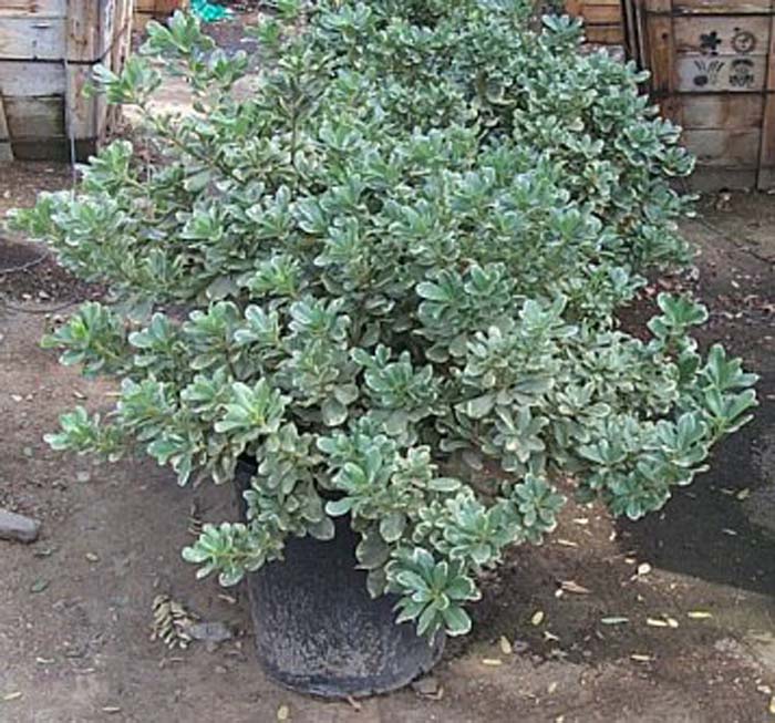 Pittosporum tobira 'Variegata'