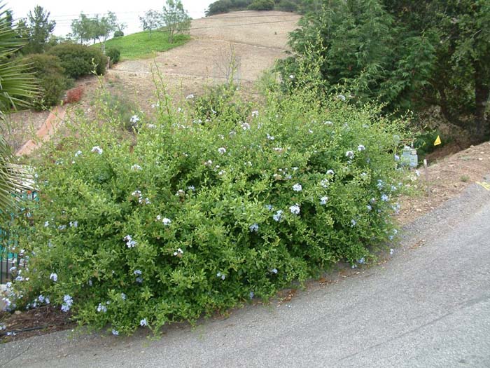 Cape Plumbago