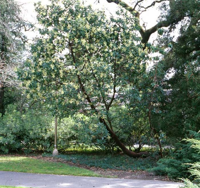 Pacific Madrone