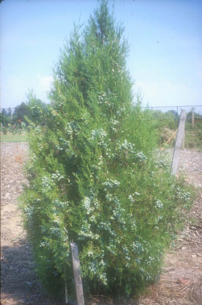 Plant photo of: Thuja orientalis