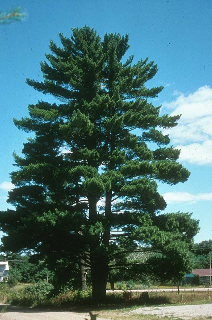 Pinus strobus