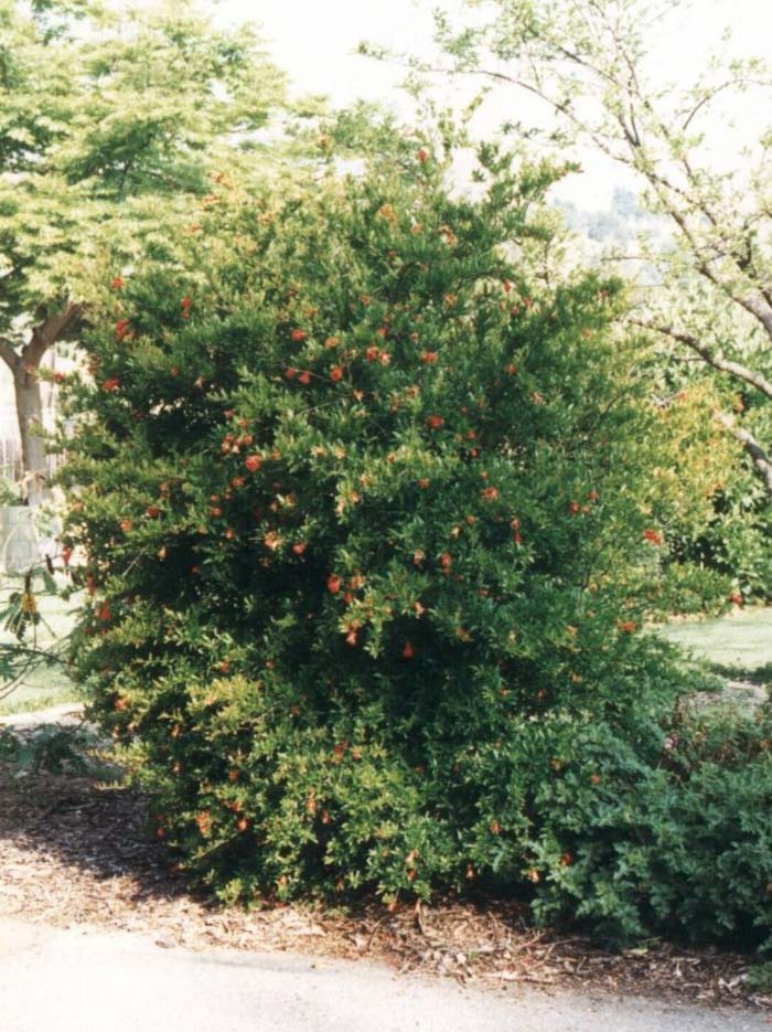 Punica granatum 'Nana'