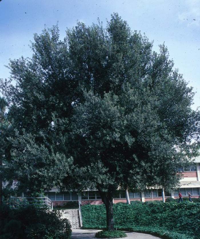 Holly Oak