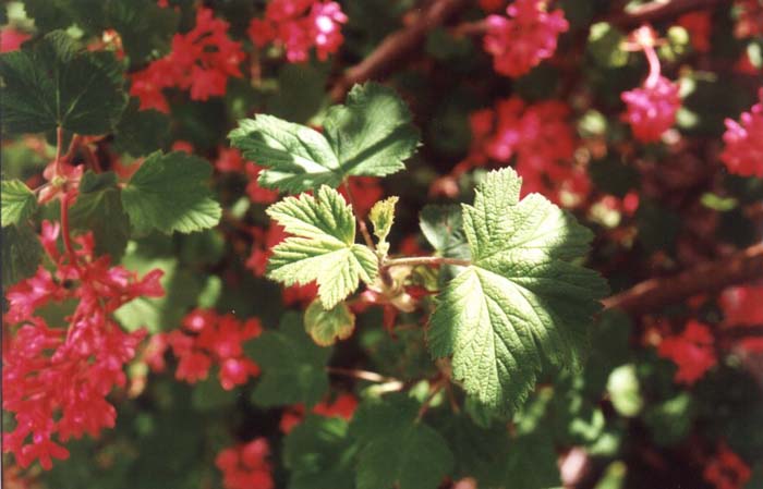 Red Flowering Currant