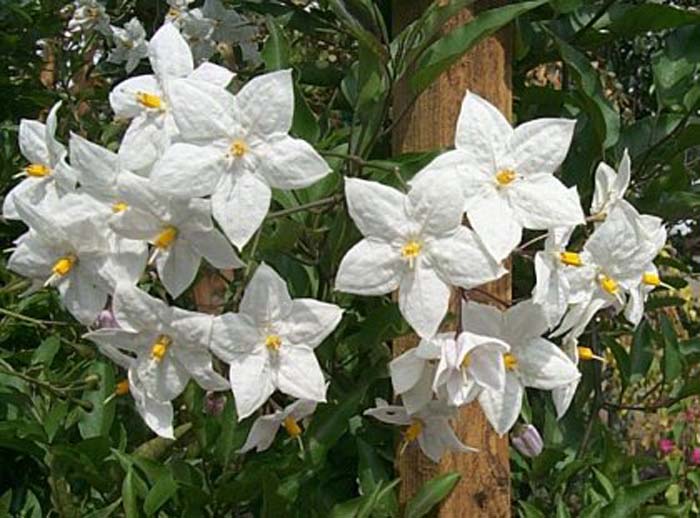 Solanum jasminoides