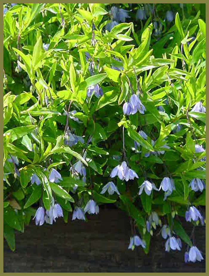 Australian Bluebell Creeper