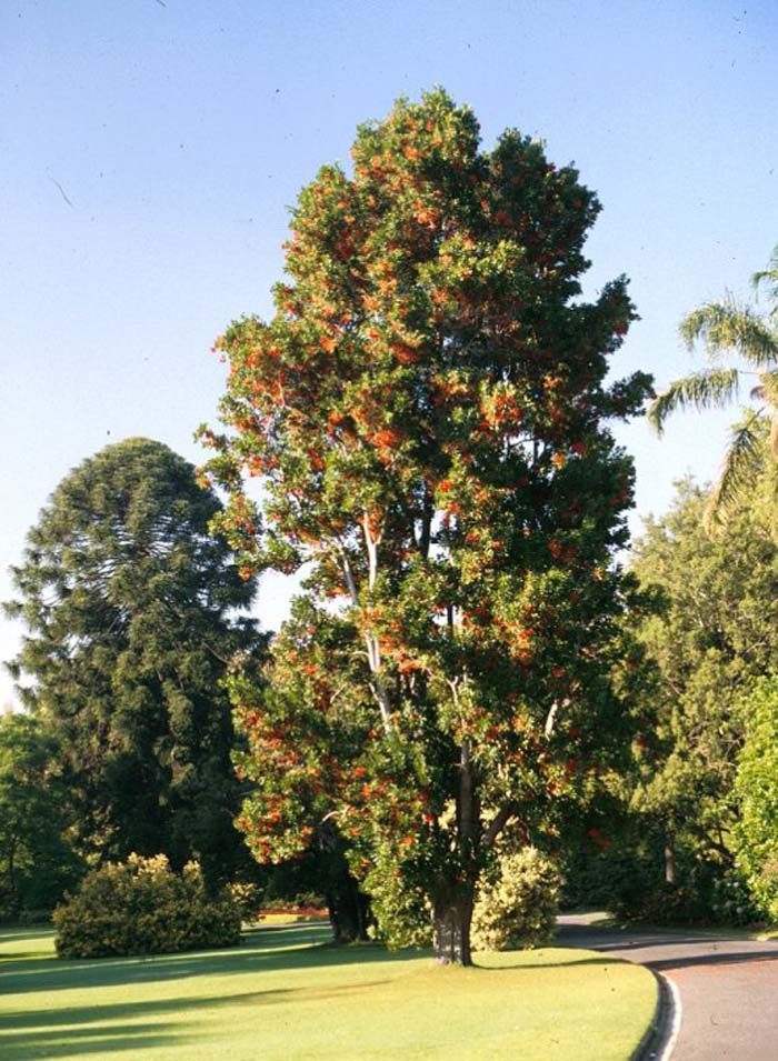 Firewheel Tree