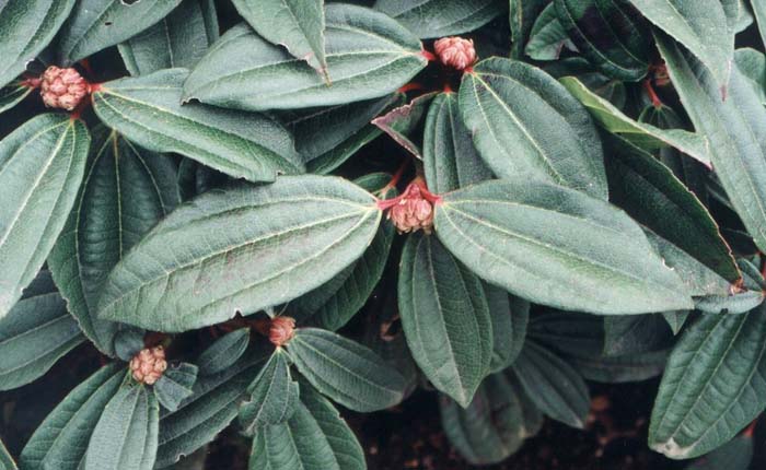 Plant photo of: Viburnum davidii