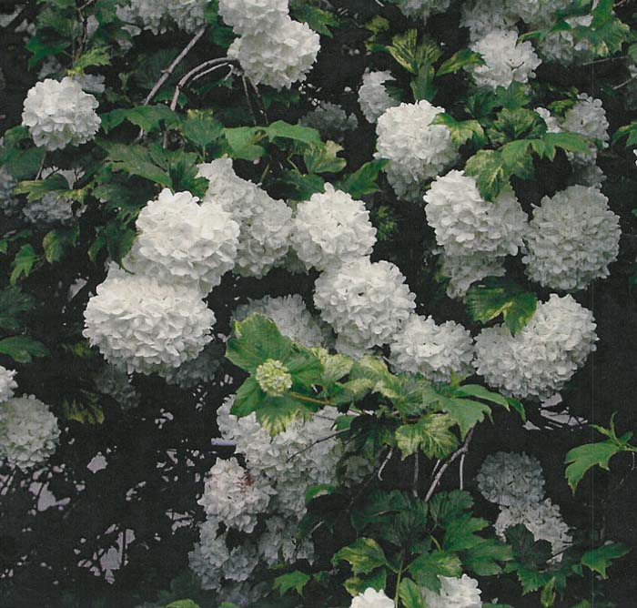 Plant photo of: Viburnum opulus 'Roseum'