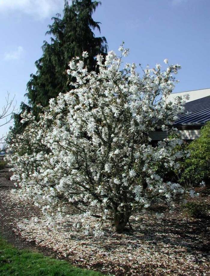 Plant photo of: Magnolia stellata